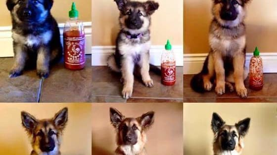 Sriracha plus Puppies? What does this post NOT have? (cats) 