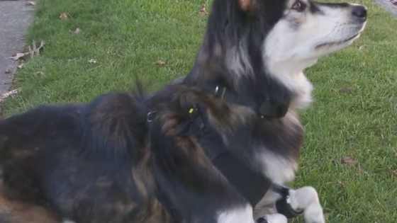 Derby the Husky can't stop smiling and you won't be able to either after reading this. 