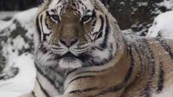 So much adorable snow cuddling!