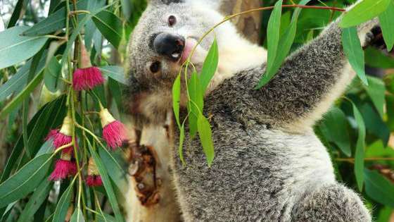 Australia is home to MANY poisonous plants and animals. Can you identify them to save your skin!