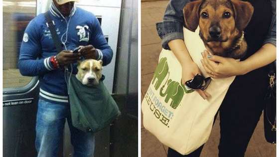 You get a lot of dogs in tote bags, and it's adorable.. That's what happens.