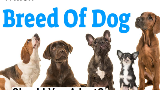 There are over 300 different dog breeds on the planet. Within that 300 there is a wide variety of canine friends just waiting to be adopted by a dog-loving human. Some breeds are loyal and fun, others are loud and frustrating. Take this quiz to see which breed is just right for you. 