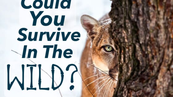 Would you be able to escape the claws of a cheetah?
