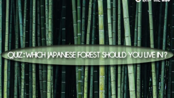For many people a life in the leaves is the perfect lifestyle. There are many types of forest throughout Japan, each one providing the perfect surroundings for different personalities, so which one should you live in?