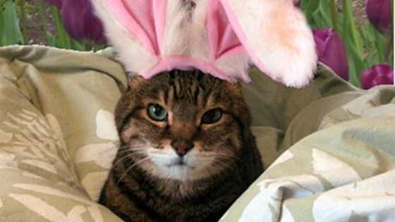 Want to know what animal would best suit you? Then take this quiz!