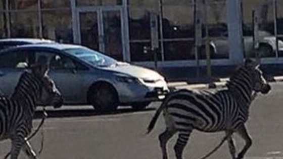 I guess the zoo is free today?