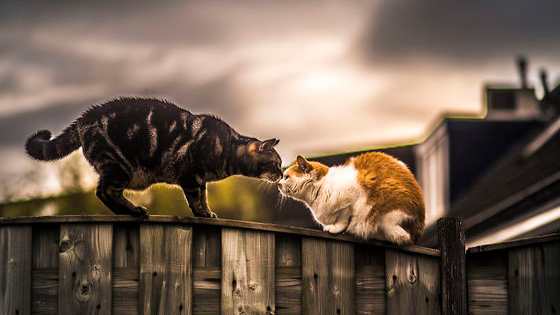 Nero and Tommie might be different, but that doesn't stop them from being best friends. 