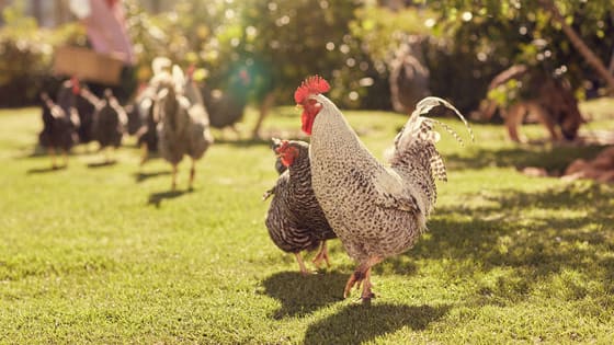 Urban farms are all the rage nowadays. Which urban type of flock should your raise.