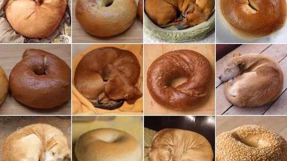 The hardest trivia yet! Only 1% of people can guess them all! 