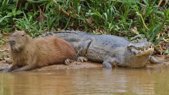Everyone is chill with Capybaras - and if you don't know what that is, we'll show you!