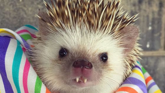 HIS NAME IS HUFF. HUFF THE HEDGEHOG. 