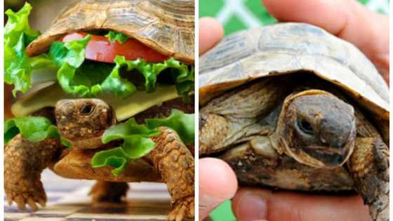 A Chinese man recently tried to sneak his turtle onto a plane by disguising it as a hamburger. Would you have tried to do the same?