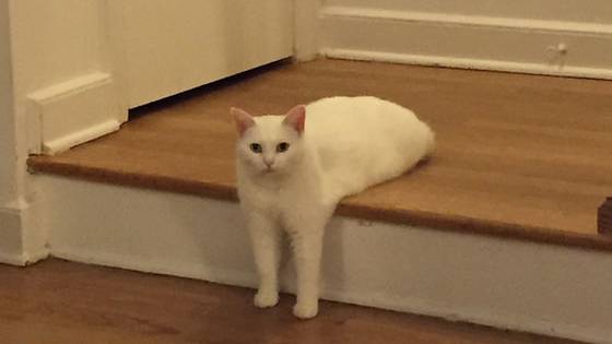 Full disclosure; this Cat is a full cat, not a half cat. Don't be worried. 