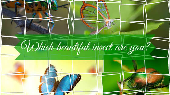We're confident the result won't BUG you!