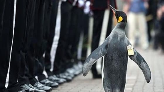 All hail the coolest of penguins - a knighted one.