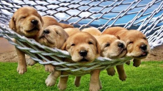 Whether you're a follower of politics or not, you might need a breather. And these puppers are here to help.