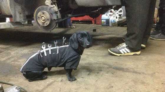 This Pup can use power tools. 