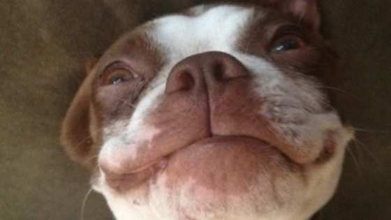 Boston terriers are the funniest looking and cutest dogs in the world. 