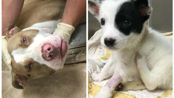 When a puppy on the brink of death needed a blood, Jax the Pit Bull bravely provided the needed transfusion, and now he's found a forever home!