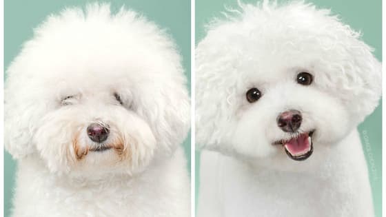 When photographer Grace Chon got these dogs a summer haircut for her newest project, "Hairy," it changed their entire outlook on life! Mostly because they could see through their fur again. 