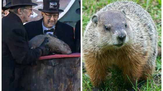 Groundhog Day is upon us, but how much do you know about these weather-predicting rodents?