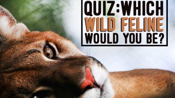 From spots to stripes, loud roars to quiet purrs and large families to solitary lives; the wild felines of the world vary as much in appearance as they do in personality! But which one would you be?