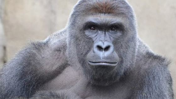 Harambe the gorilla's death has raised a lot of questions, dividing people on the solution and who should take the blame. 