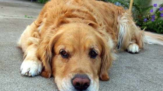 Is your dog a walking, wagging cliché or is he more of an iconoclast? How "dog" is your dog? Do you sometimes wonder whether he's even a dog at all? Maybe a kind of robot dog...