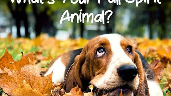 Unleash your inner autumn wild side!