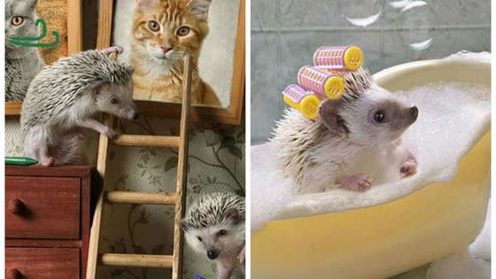 Russian photographer Elena Eremina has created this adorable photo series chronicling "The Secret Life of Hedgehogs," and the cuteness is almost too much to bear.