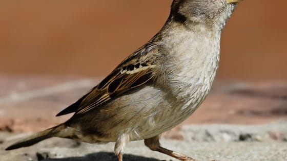 This quiz will find out what species of bird you would be in another life.