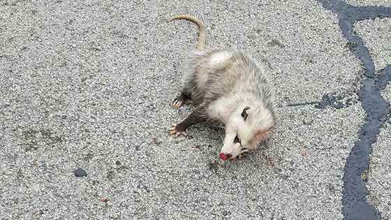 You may not be a fan of Opossums, but this one is darn cute. 