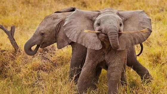 Happy World Elephant Day, everyone!