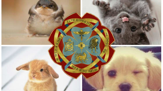 You've always known your Hogwarts House, but how well do you really know where you'd belong at Ilvermorny? These cute little creatures will tell you!