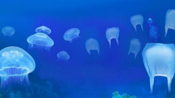 This Trivia shows you a bunch of photos of ether jellyfish or plastic bags. You have to figure out which is which. Notice how similar they look. You can tell the difference, but Sea turtles can't.