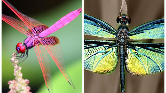 Dragonflies are beautiful, weird, and sometimes incredibly scary. Here's why: