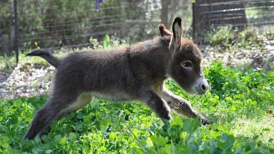 Eeyore's got nothing on these adorable babies.
