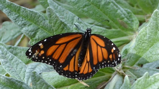 Can you answer these questions about Monarch caterpillars and butterflies?