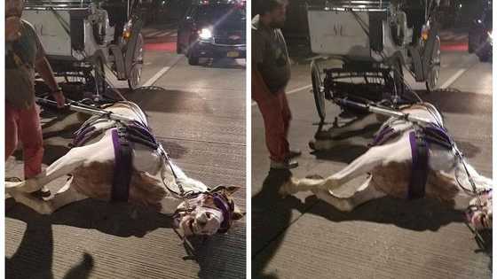An NYC carriage horse, Norman, recently collapsed in the middle of a Manhattan Street. Witnesses say he seemed tired and was being pushed. His owners say he tripped. What do you think?