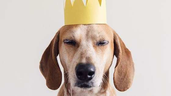 *dog smiling* *heart melting*