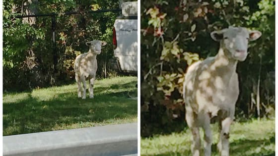 Canadian police, after pursuing the animal for a while this morning, have had trouble figuring out which. What do you think it is?