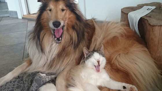 Feeling blue on a Monday? This pair will snuggle all the badness away!
