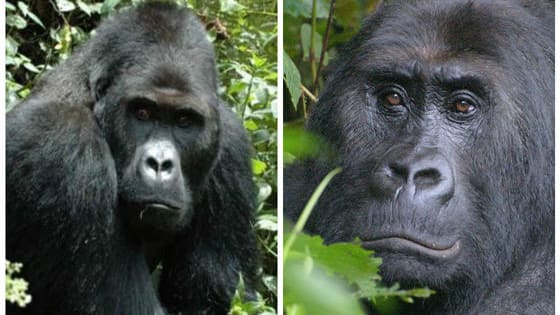 Eastern gorillas are now "critically endangered." Do you think they can be brought back from the brink of extinction?