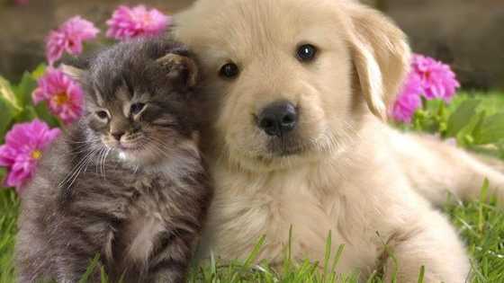 Cute cute cute cute cute kitties! :) Vote for your fave!