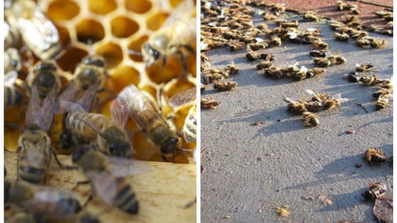 Maryland is passing a law that will ban the use of pesticides that are harmful to bees. Do you agree with the new law?