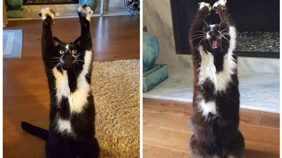 This crazy kitty keeps reaching for the sky, and not even its owners know why...