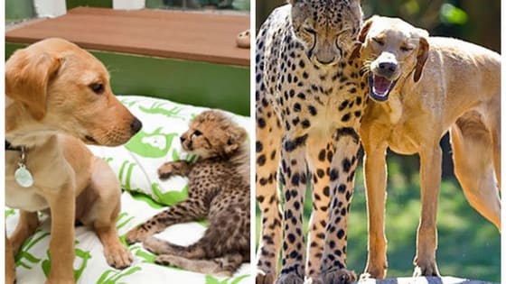Whether they're adopted or come from the same litters, these furry friends are bffs for life. Flip to see them age together!