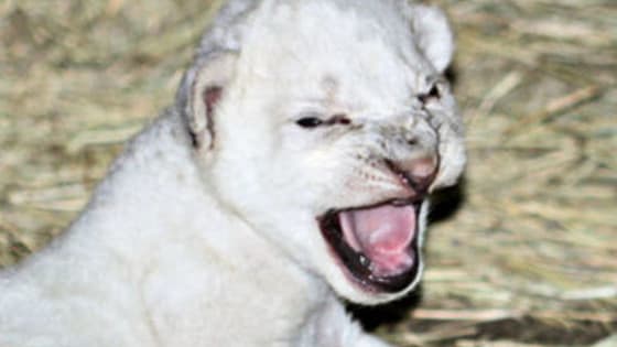 White lions are a rare sight, but now you can meet this brand new white cub!