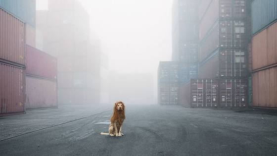 Just when you thought dogs couldn't get more adorable... 