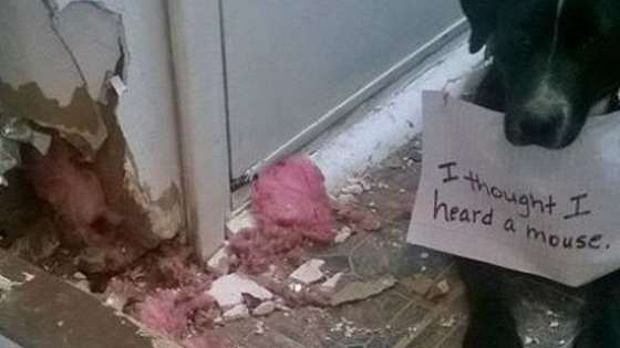 We all love dogs. We all love shaming them. What more could be ask for?!